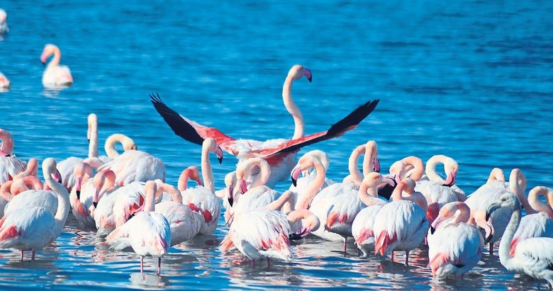 Flamingoların soğuk imtihanı