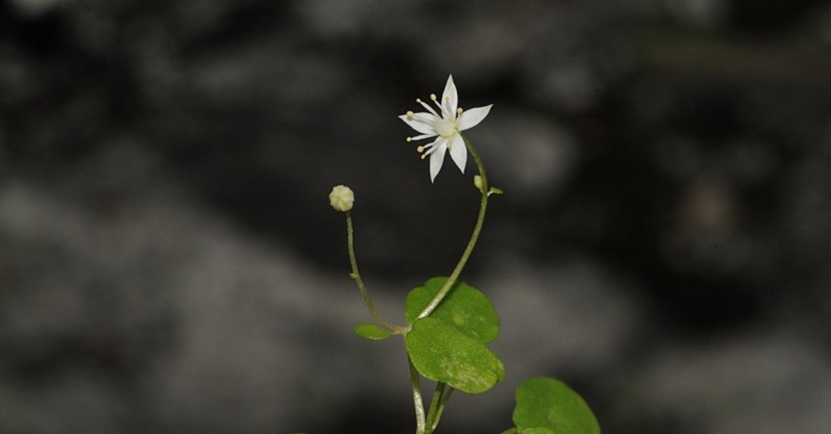 İzmir'de heyecanlandıran keşif: Türkiye'nin ilk endemik göbek otu türü bulundu