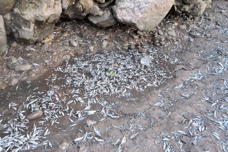 Manisa’da korkutan görüntü! Çay kurudu, binlerce balık öldü