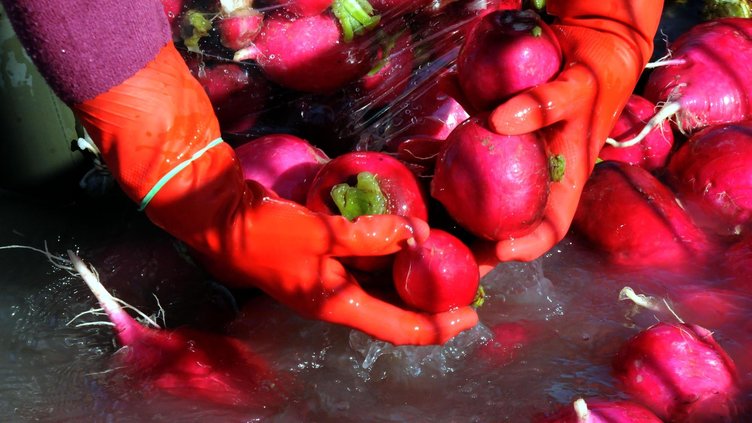 Sağlığınız için doğal bir mucize! Turpu nasıl tüketmeliyiz?