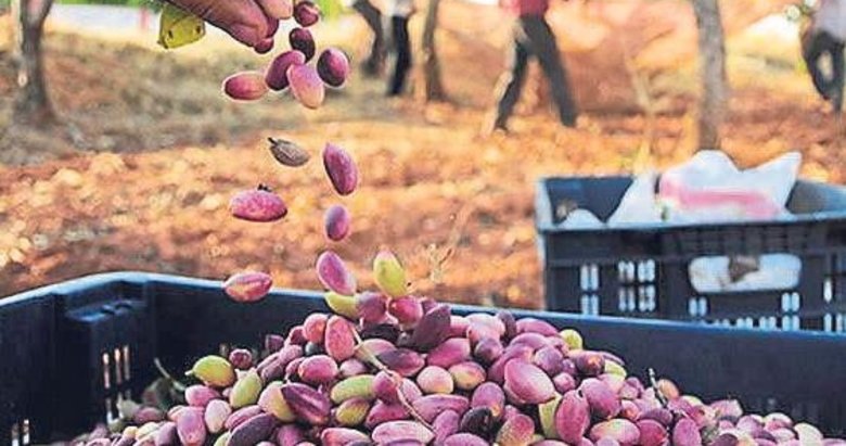 Aydın çiftçisinden Antep fıstığı atağı