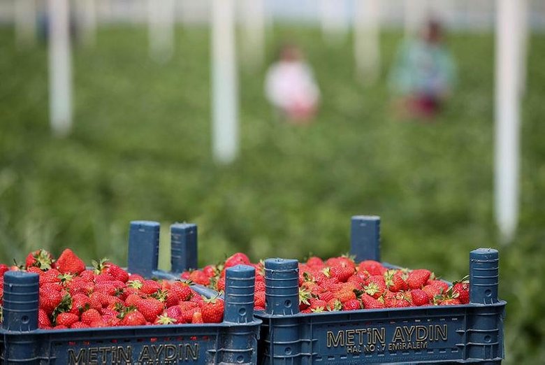 Menemen’deki Emiralem çileğinde hasat mesaisi! İzmir’den tüm Türkiye’ye gidiyor