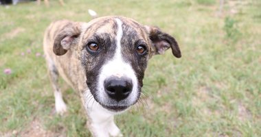 Köpek öldüren şahsa hastane şoku