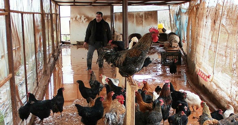 Manisa’da taşkın sularından yaklaşık 300 tavuk öldü