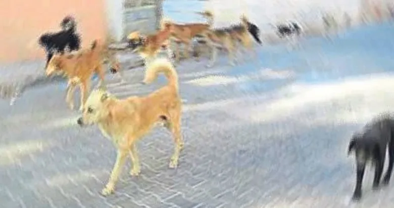 İzmir’de başıboş sokak hayvanları için ihale