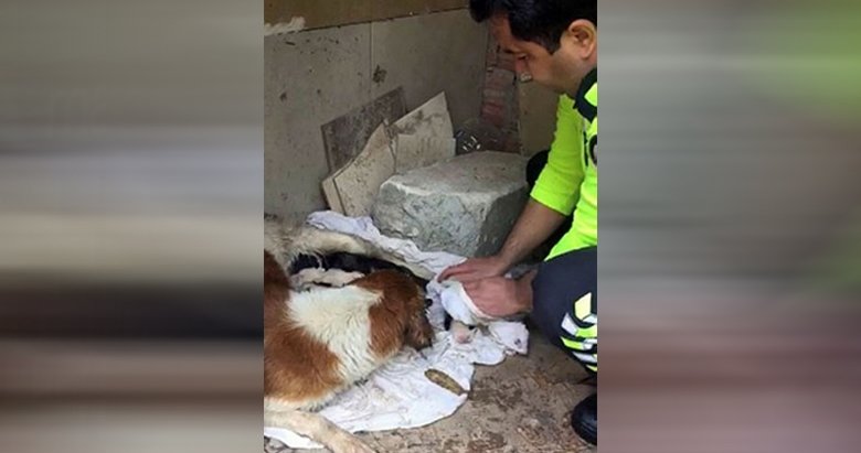 İzmir polisi köpekleri yağmurdan kurtardı, elleriyle kuruladı