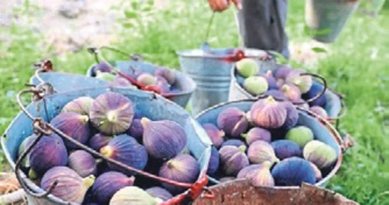 Tire’de incir işçisi ayda 110 bin TL alacak