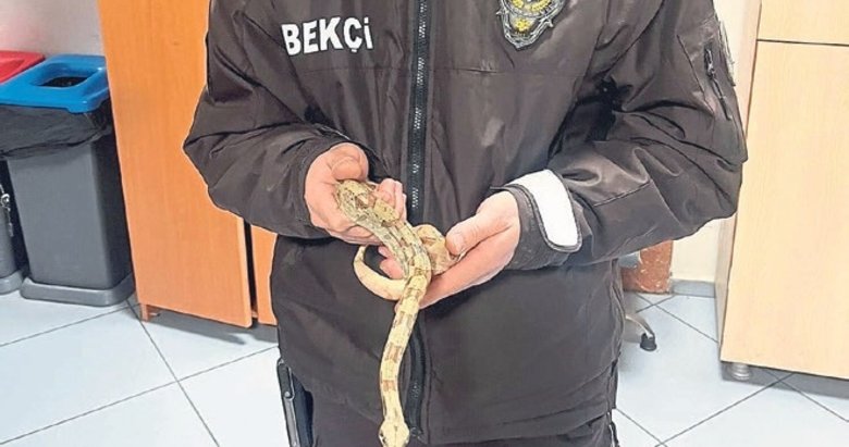 Mısır yılanı koruma altına