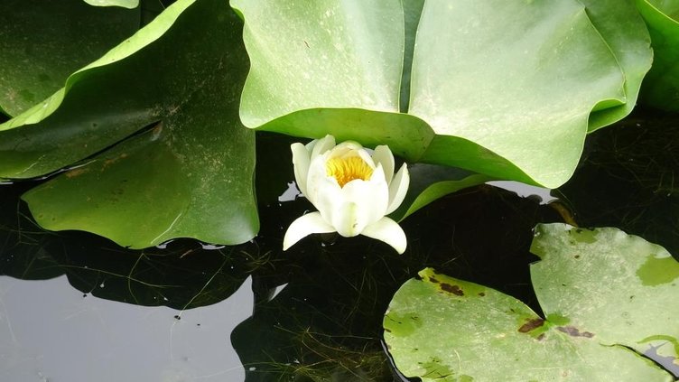 Bu çiçeği koparmak cep yakıyor! Tam tamına 387 bin 141 TL cezası var