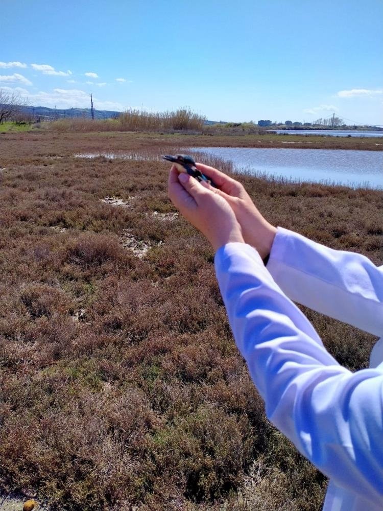 Cama çarparak yaralanan yalı çapkını tedavi edildi