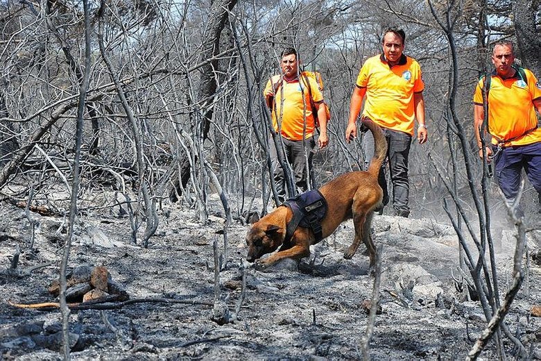 Manisa'daki yangın sabotaj mı? Gizemi 'Tarzan' çözecek