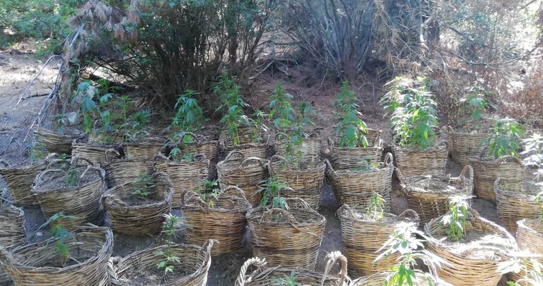 Manisa’da sepet sepet kenevir ele geçirildi