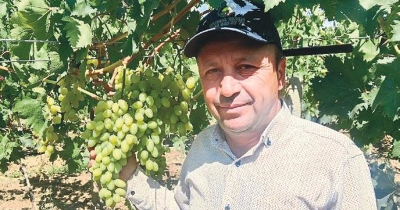 Sarıgöl’de erkenci üzüm alımları basladı