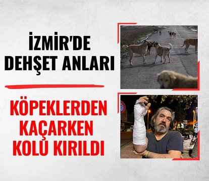 İzmir’de sokak köpeği dehşeti! Köpeklerden kaçarken kolu kırıldı