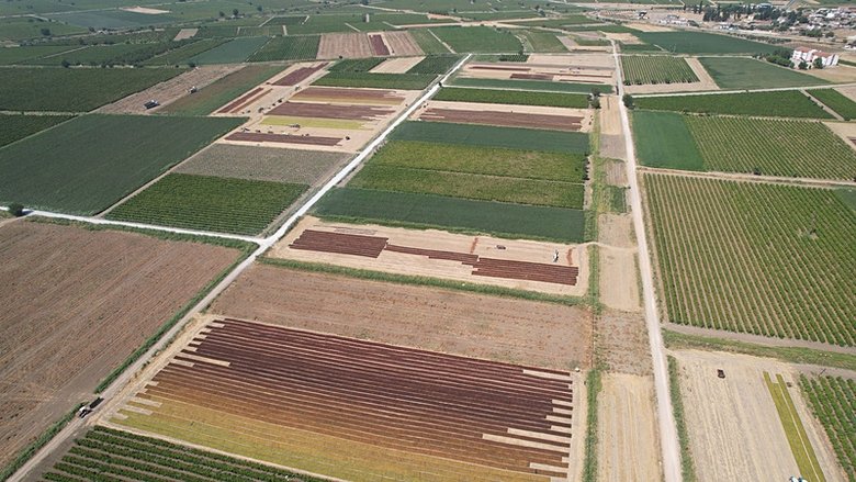 Manisa’nın dünyaca ünlü Sultani üzümüne Avrupa Birliği coğrafi işareti yolda
