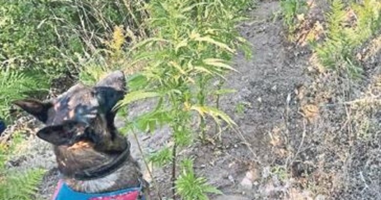 Nazilli’de ormanlık alanda kenevir tarlası