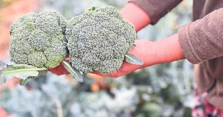 Tarım arazilerinde ‘yeşil altın’ hasadı