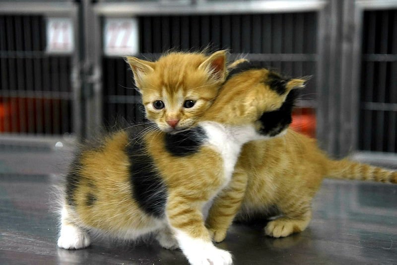 Anne kedinin veterinere getirdiği yavrular sahiplenildi Galeri Yeni