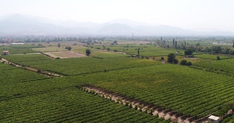 Alaşehir’de icradan satılık tarım arazisi
