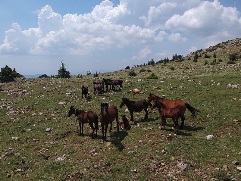 Spil Dağı’nın özgür sahipleri; yılkı atları
