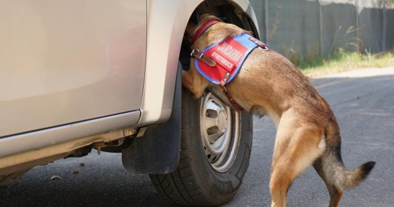 Jandarmanın hassas burunları suçlulara göz açtırmıyor
