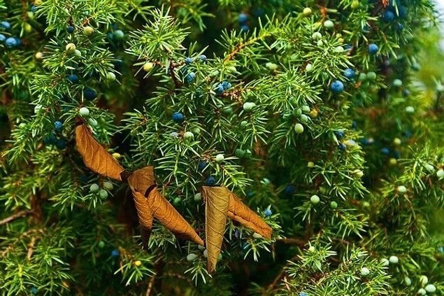 Doğanın en ucuz şifa kaynağı! Etkilerine inanamayacaksınız