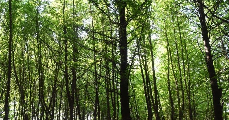 Memurları yaktılar: Sessiz kahramanlara ihanet