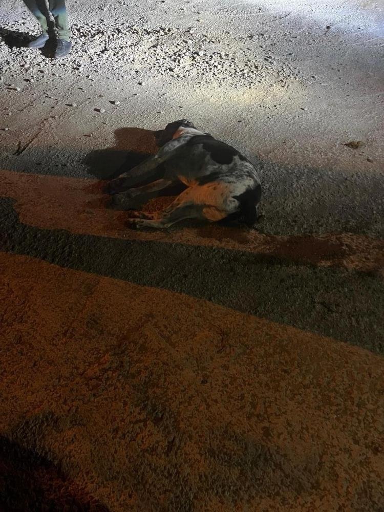 Bodrum’da 12 hayvanı zehirlediği iddia edilen şahıs yakalandı