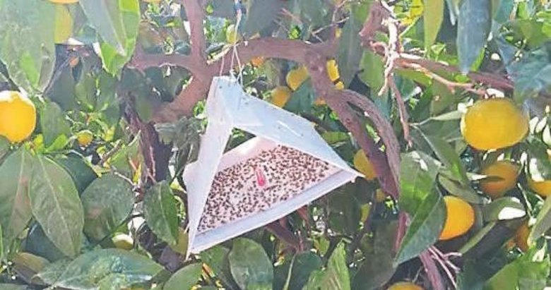 Çanakkale’de meyve sineğine karşı mücadele