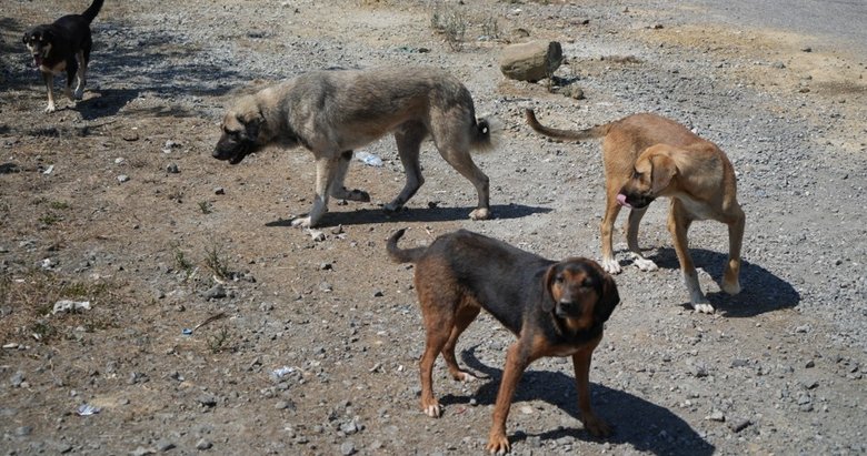 Sürü halinde dolaşan başıboş köpekler mahalleliye korku salıyor: Vatandaşlar tedirgin