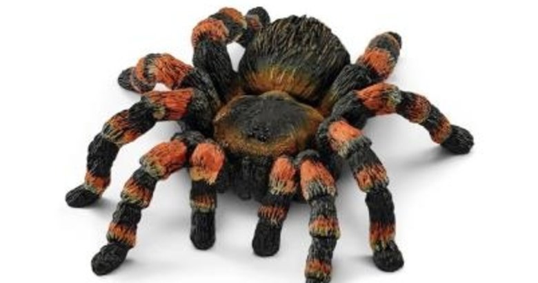 Yavru tarantula siparişi adliyede son buldu