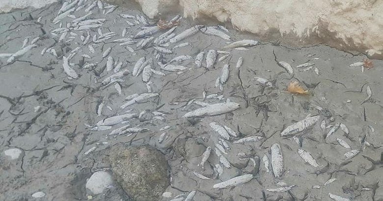 Menderes’te sular çekildi, oksijensiz kalan binlerce balık telef oldu