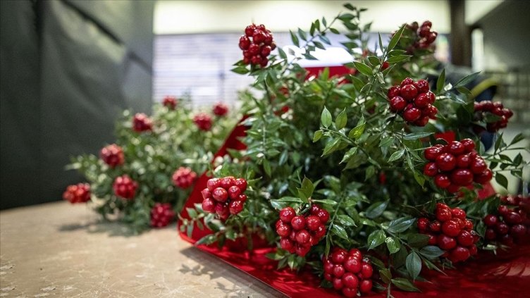 Evinize şans ve bereket getiren yılbaşı çiçeği kokina
