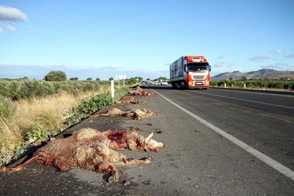 Yolcu otobüsü sürüye çarptı 65 koyun telef oldu