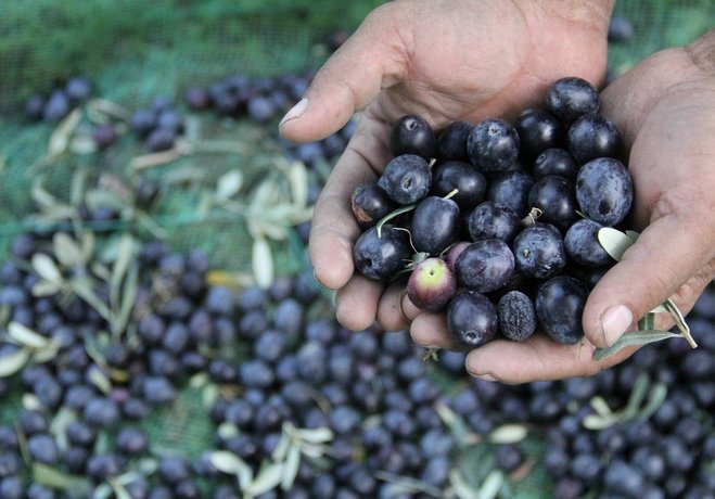 Aydınlı zeytin üreticisinin tadı kaçtı... - Ekonomi Haberleri