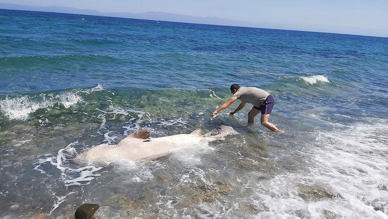 Datça’da dev köpek balığı! Gören gözlerine inanamadı