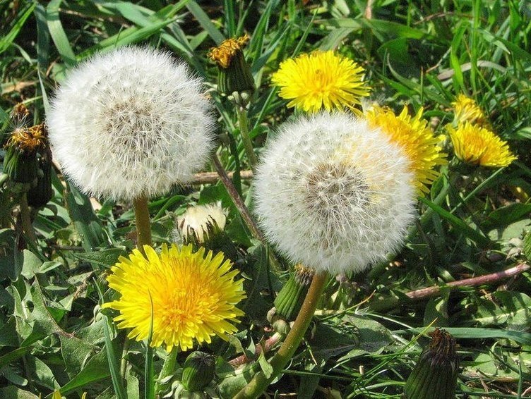 İbn-i Sina yıllar önce önerdi! Şeker hastalığının şifası