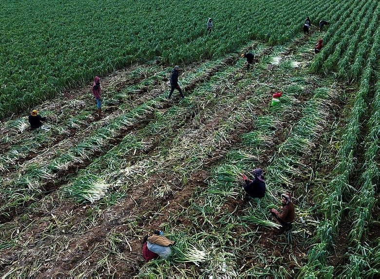 İzmir’de yağışlar çiftçinin yüzünü güldürdü: Hasat başladı