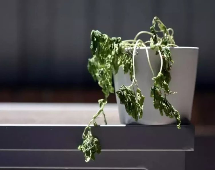 Hayat kolaylaştıran gizli kahraman: Karbonat!