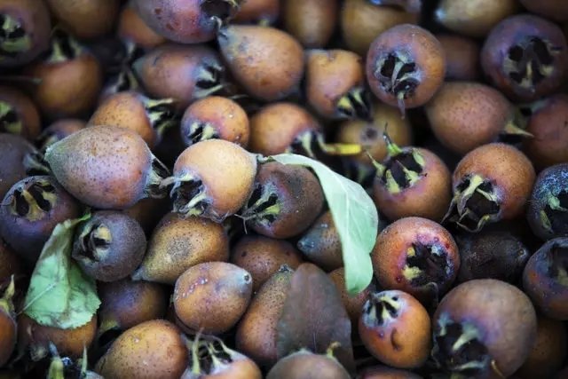 Muşmulanın faydaları nelerdir? Muşmula çekirdeği hangi hastalıklara iyi gelir?