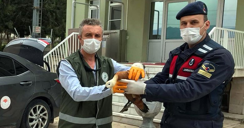 Denizli’de jandarmanın bulduğu yaralı angut kuşu tedavi altına alındı
