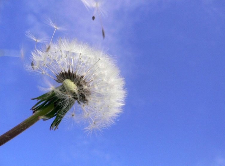 İbn-i Sina yıllar önce önerdi! Şeker hastalığının şifası