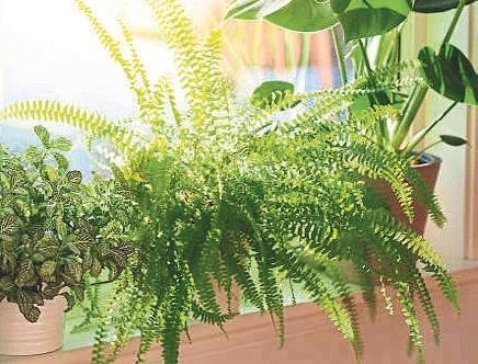 Doğal hava temizleyiciler