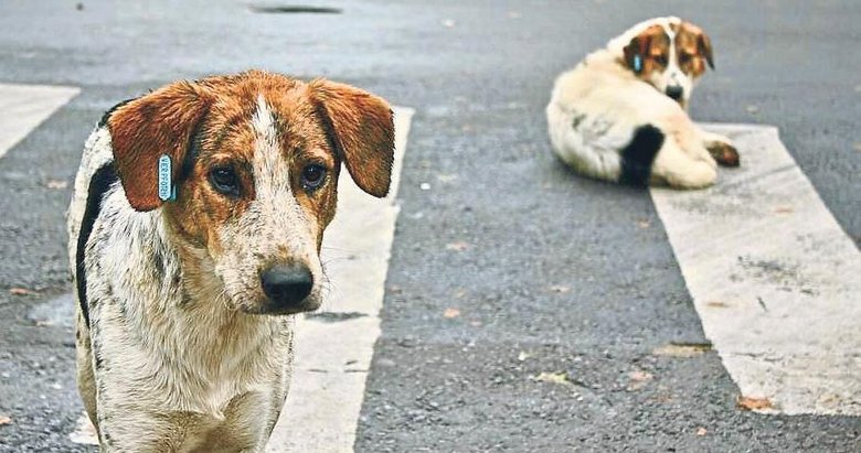 DSÖ’den Türkiye için kuduz riski uyarısı