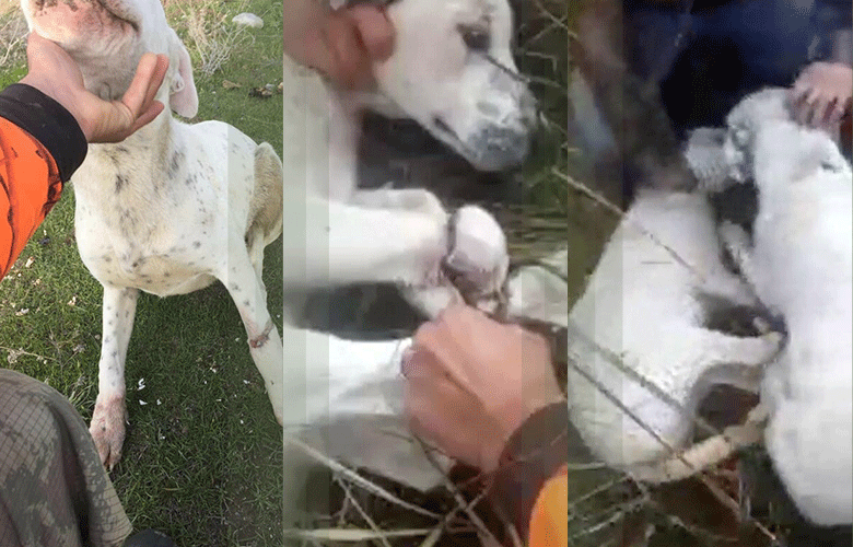 Manisa avcılar ölüme terk edilen 3 köpeği kurtardı ile ilgili görsel sonucu