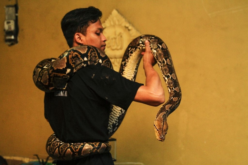 Endonezya’da evcilleştirilen yabani hayvanlar
