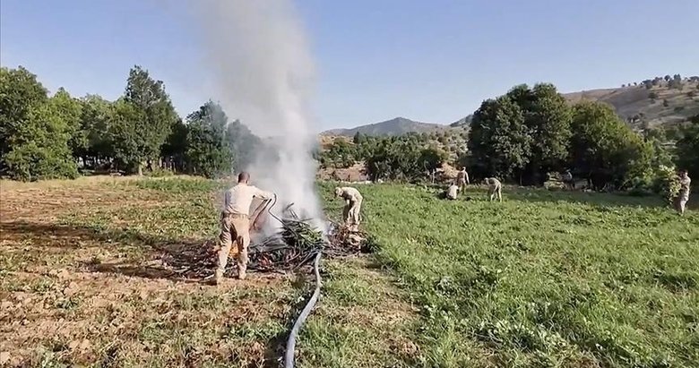 Jandarmadan dev uyuşturucu operasyonu! 4 milyon 459 bin kök kenevir ve skunk ele geçirildi