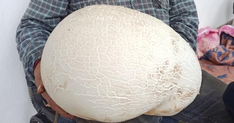 Dev Ayıpufu’nu bulan çiftçi hayrete düştü