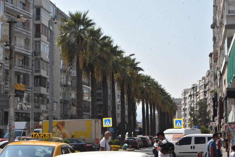 İzmir’in simgesi palmiyelere yetersiz ilaçlama tepkisi