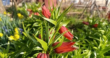 Kütahya’da Ağlayan Gelin vakti geldi!